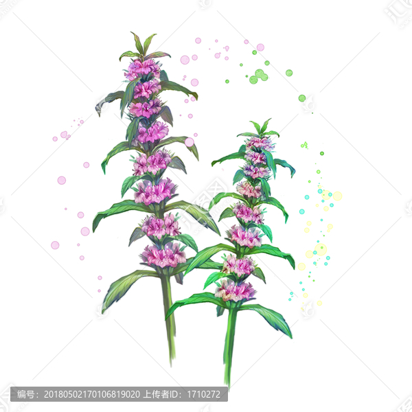 益母草花枝