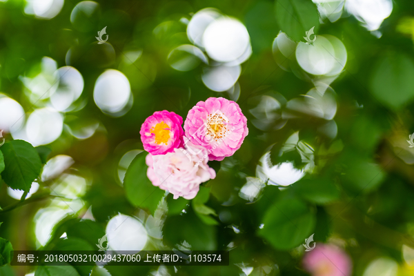 济南街头的蔷薇花,（7）