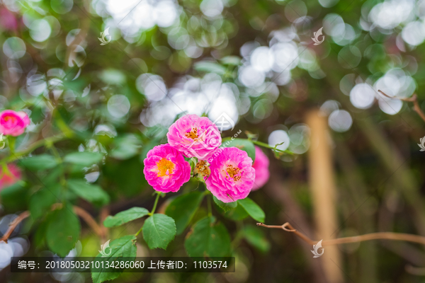 济南街头的蔷薇花,（18）