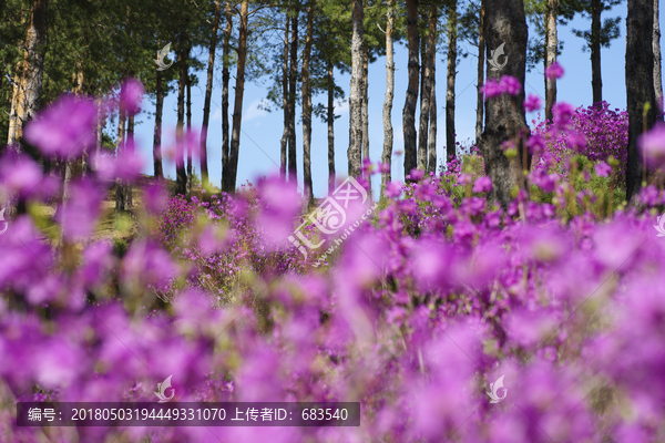 杜鹃花