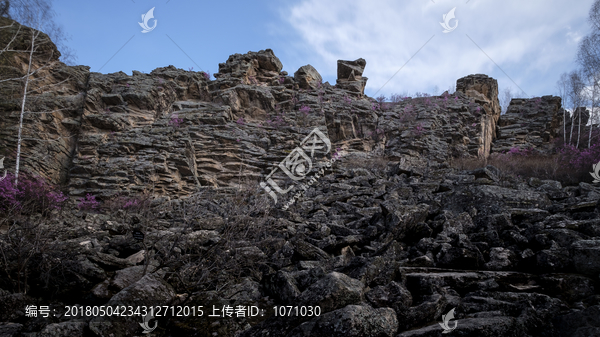 天台山杜鹃花