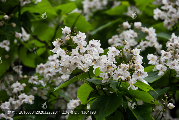 梓树花