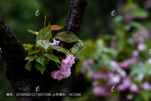 雨后,雨滴,水珠,绿叶,花瓣