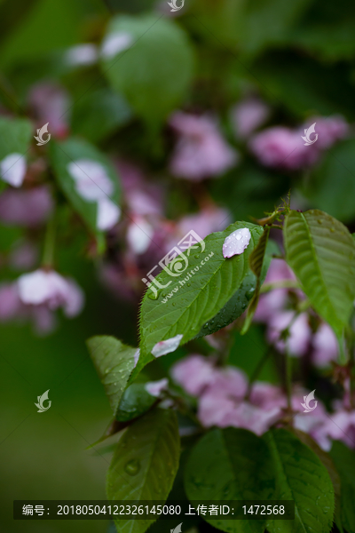 雨后,雨滴,水珠,绿叶,花瓣