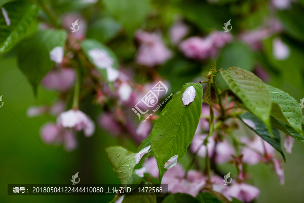 雨后,雨滴,水珠,绿叶,花瓣