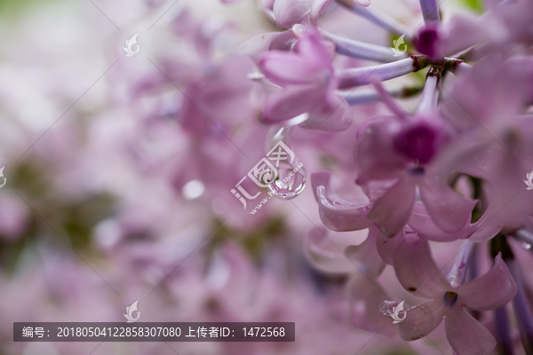 雨后,雨滴,水珠,绿叶,花瓣