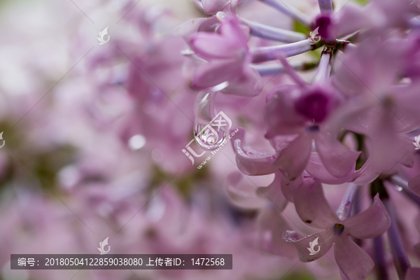 雨后,雨滴,水珠,绿叶,花瓣