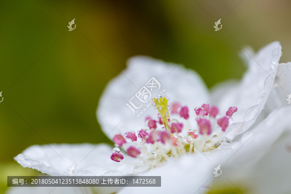 雨中的梨花