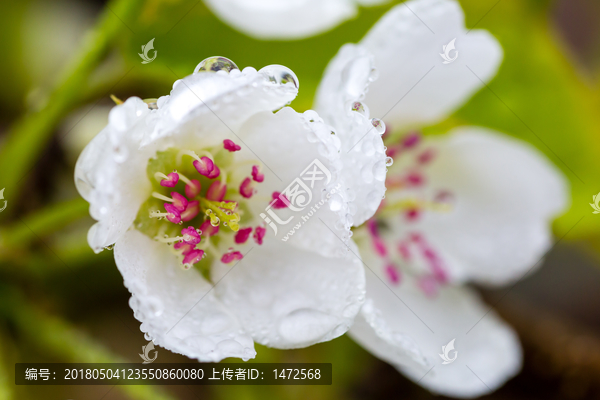 雨中的梨花