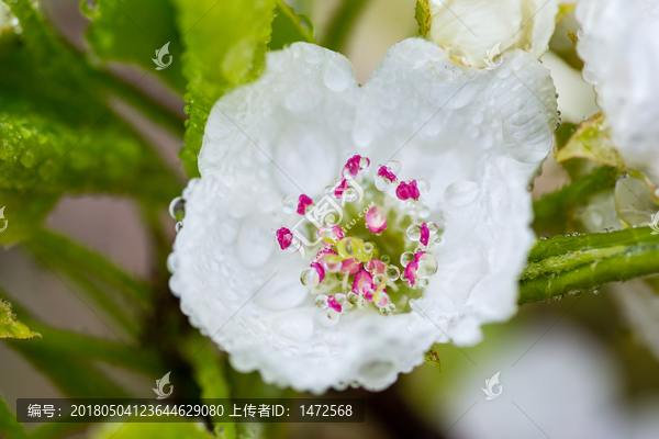 雨中的梨花