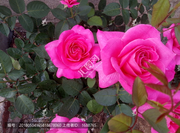 花,月季,红花,粉色花