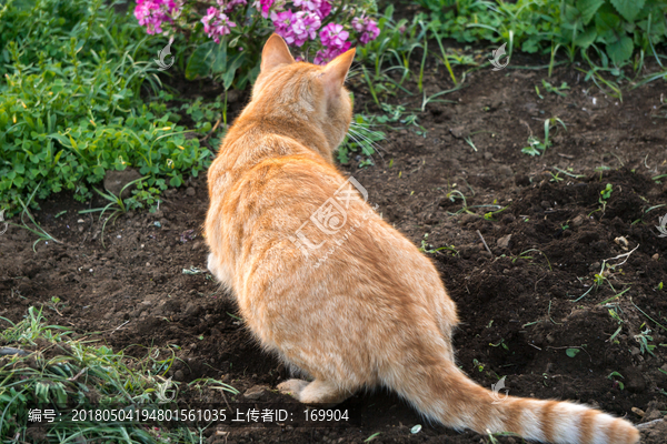 花园,野猫