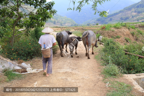 大榕树,温泉,德宏,芒市风光