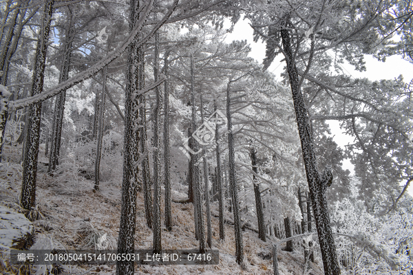 雪松,雪淞