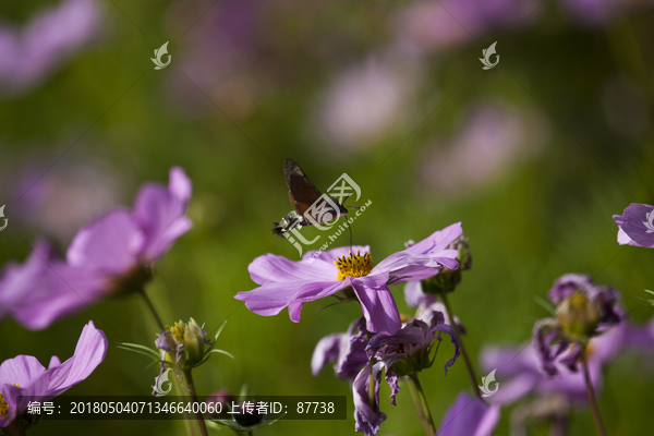 波斯菊