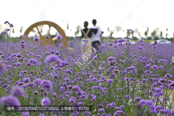 花海