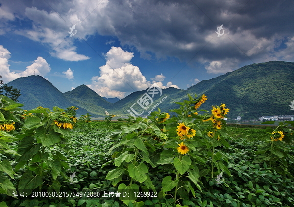 高山下的花环