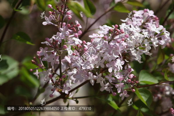 丁香花,丁香