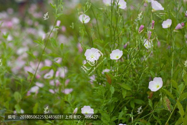 白色小野花