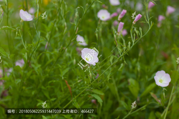 白色小野花