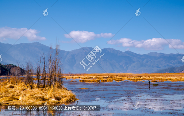 泸沽湖芦苇荡