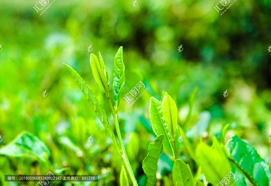 茶芽素材,茶芽特写