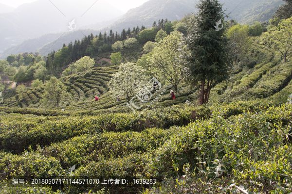 高山茶园