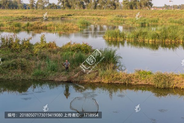 沼泽湿地里水鸟捕鱼,8246