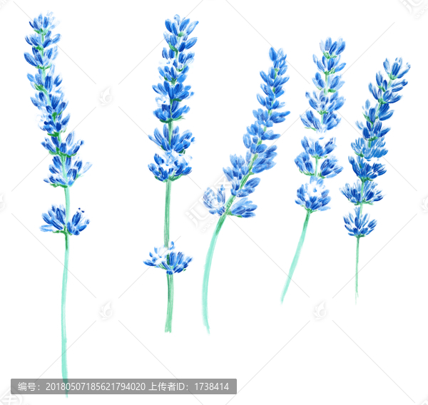薰衣草,小枝,分層