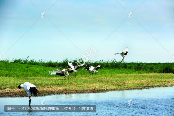 齐齐哈尔,扎龙湿地,景区