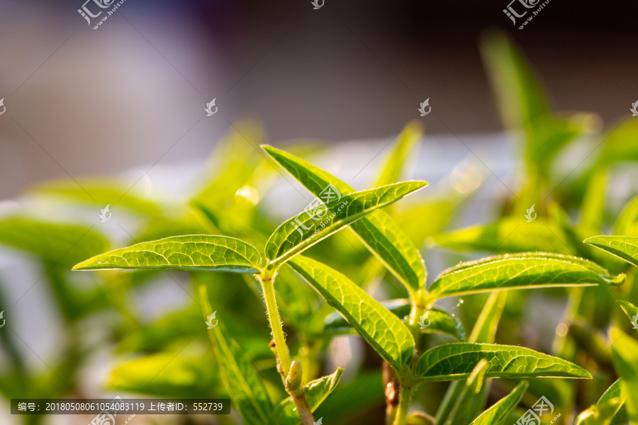 绿豆芽