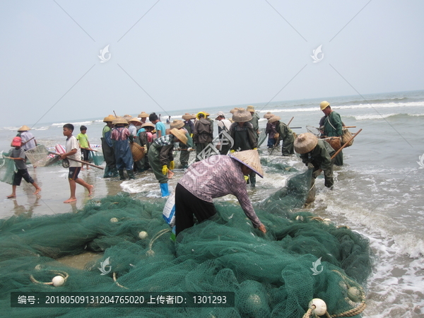 捕捞,捕鱼,拖地网,海边捉鱼