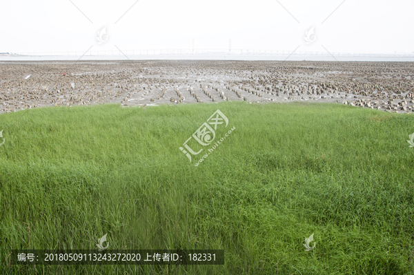 滩涂绿草丛