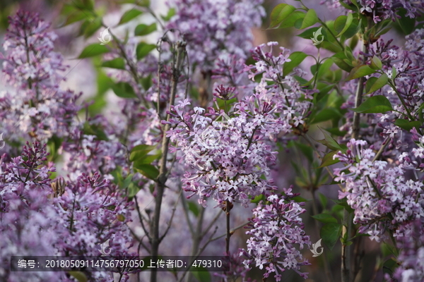 丁香花,丁香