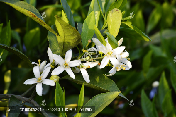 桔子花特写