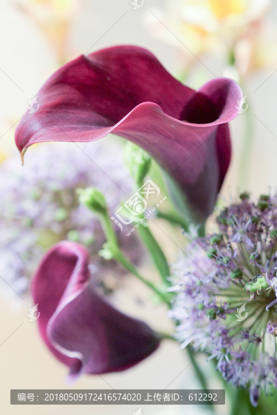 马蹄莲,紫色