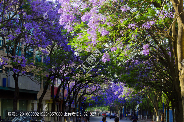 蓝花楹,绿荫大道