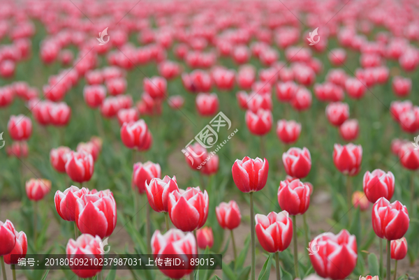 郁金香花圃