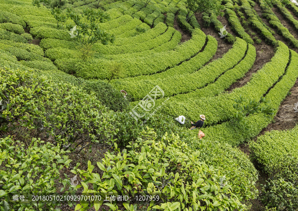 茶园风光