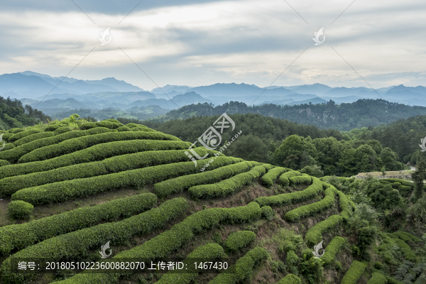 高山茶园