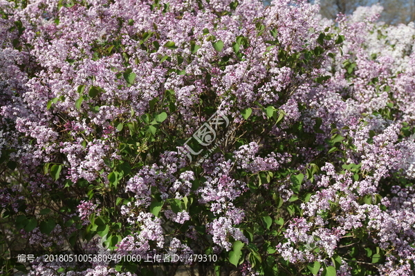 丁香花,丁香花叶,丁香