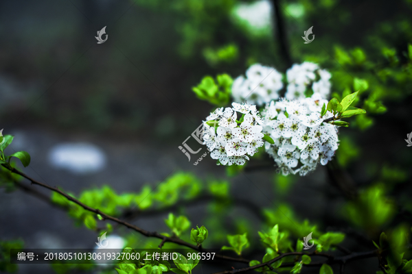 初春鲜花