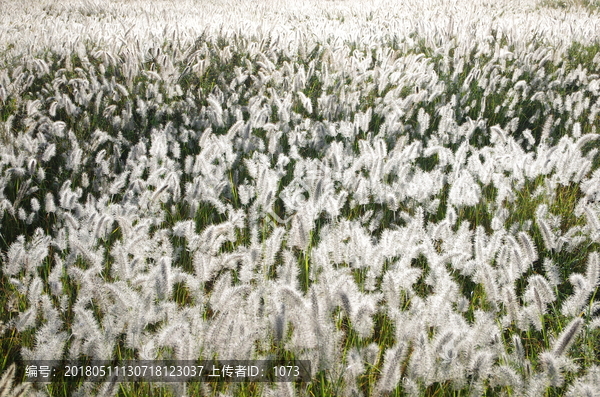 荒芜的农田