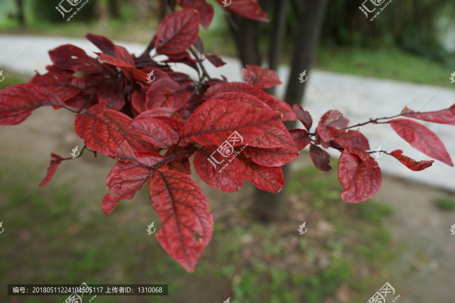 紅葉