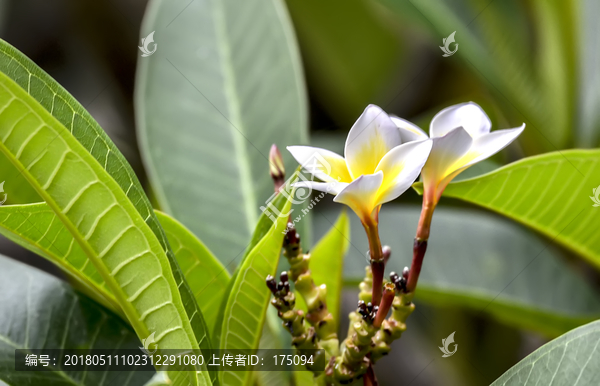 鸡蛋花