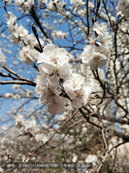 白杏花