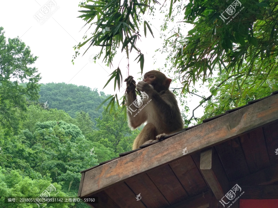 黔灵山猕猴