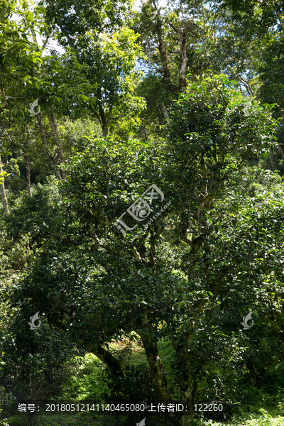 古茶树,普洱茶