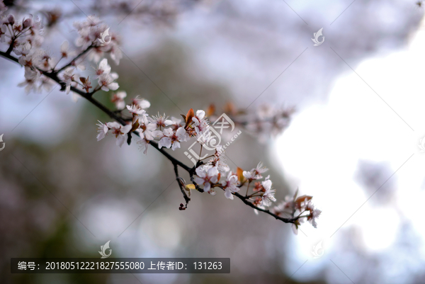 紫叶李,白色花朵