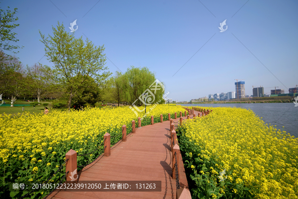 金华八咏公园油菜花田